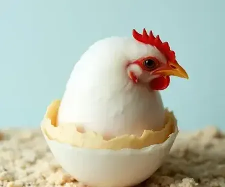 Quanto tempo leva para a galinha chocar o ovo depois de botar?